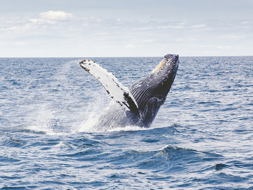img_whalewatching_01