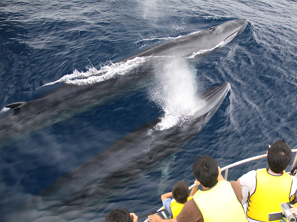 img_whalewatching_02