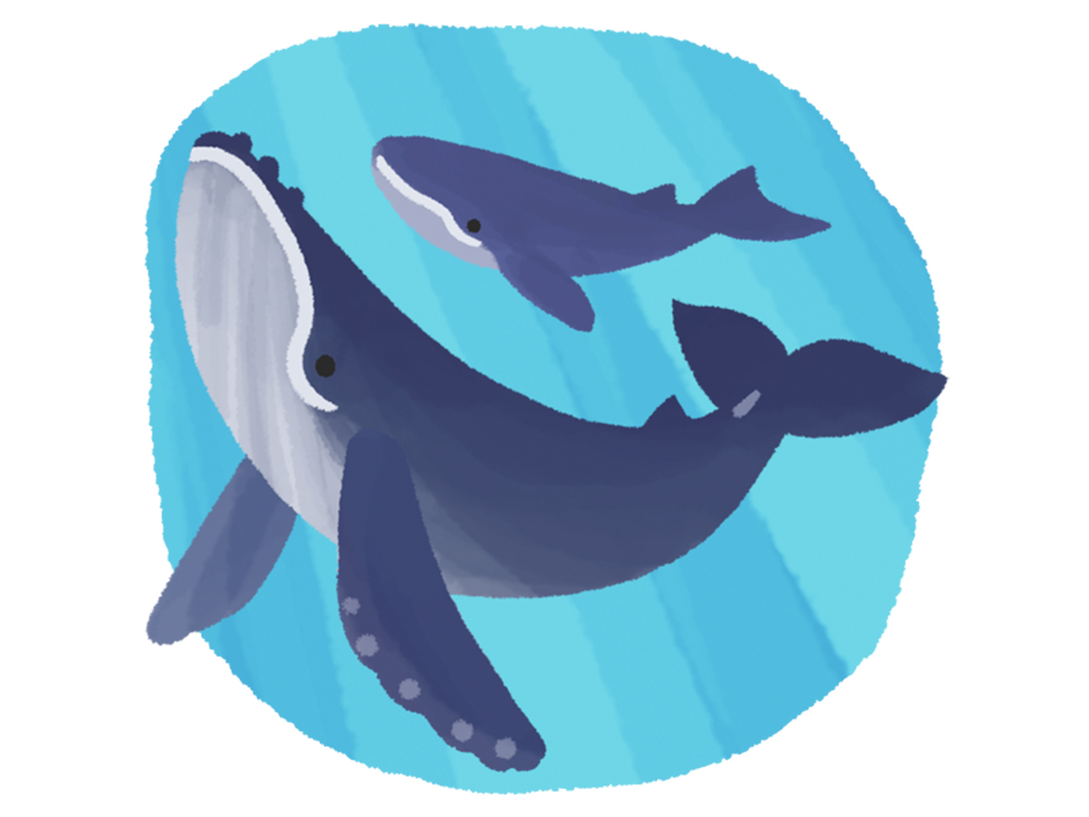img_whalewatching_03